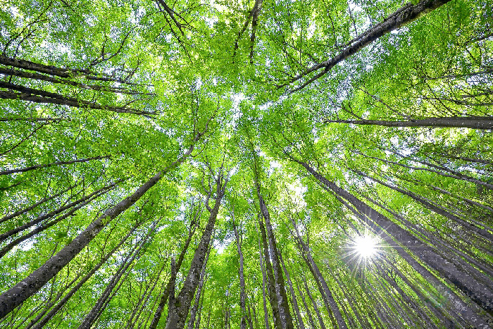 Im Wald mit Blick zu den Baumkronen