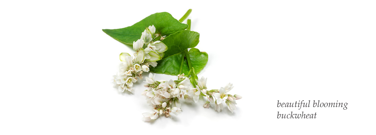 blooming buckwheat