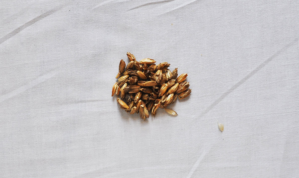Spelt Husks
