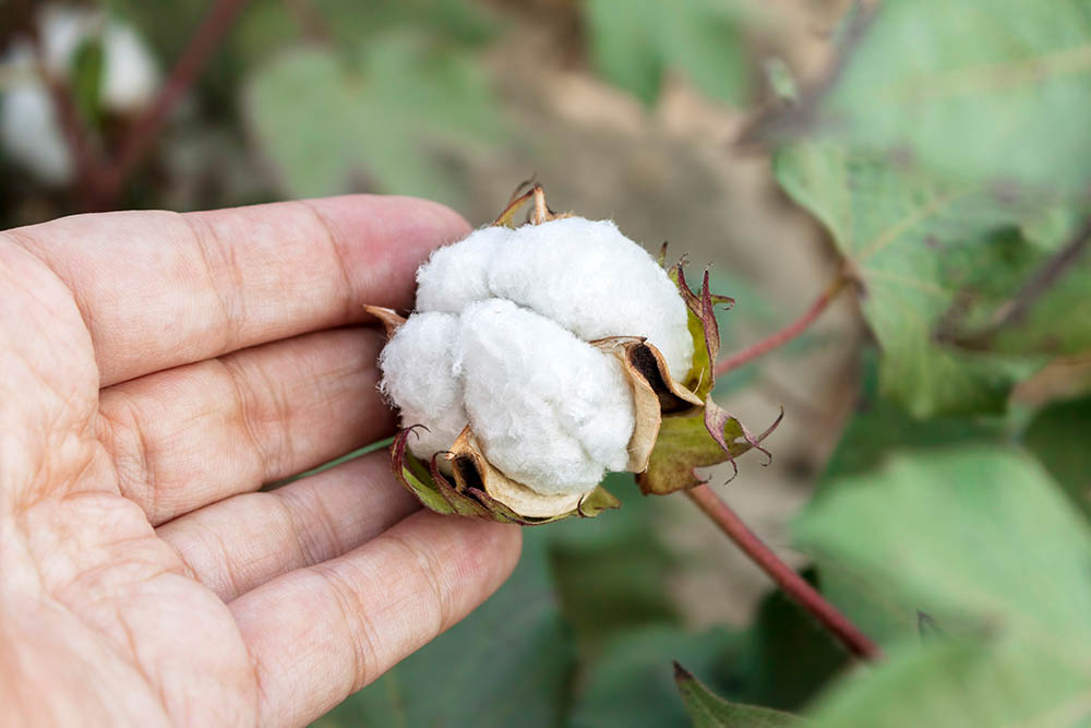 the basis of an organic cotton mattress