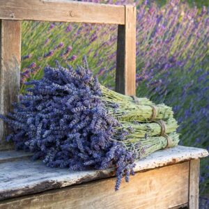 healing plants: lavender