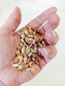 Healing plants: spelt