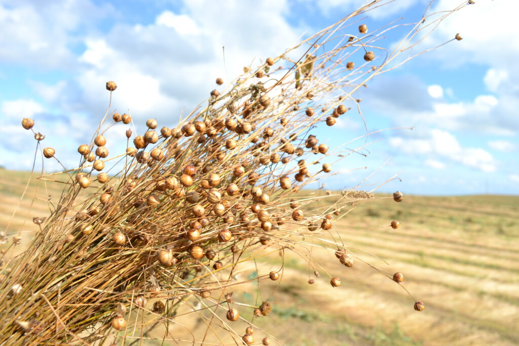 organic flax