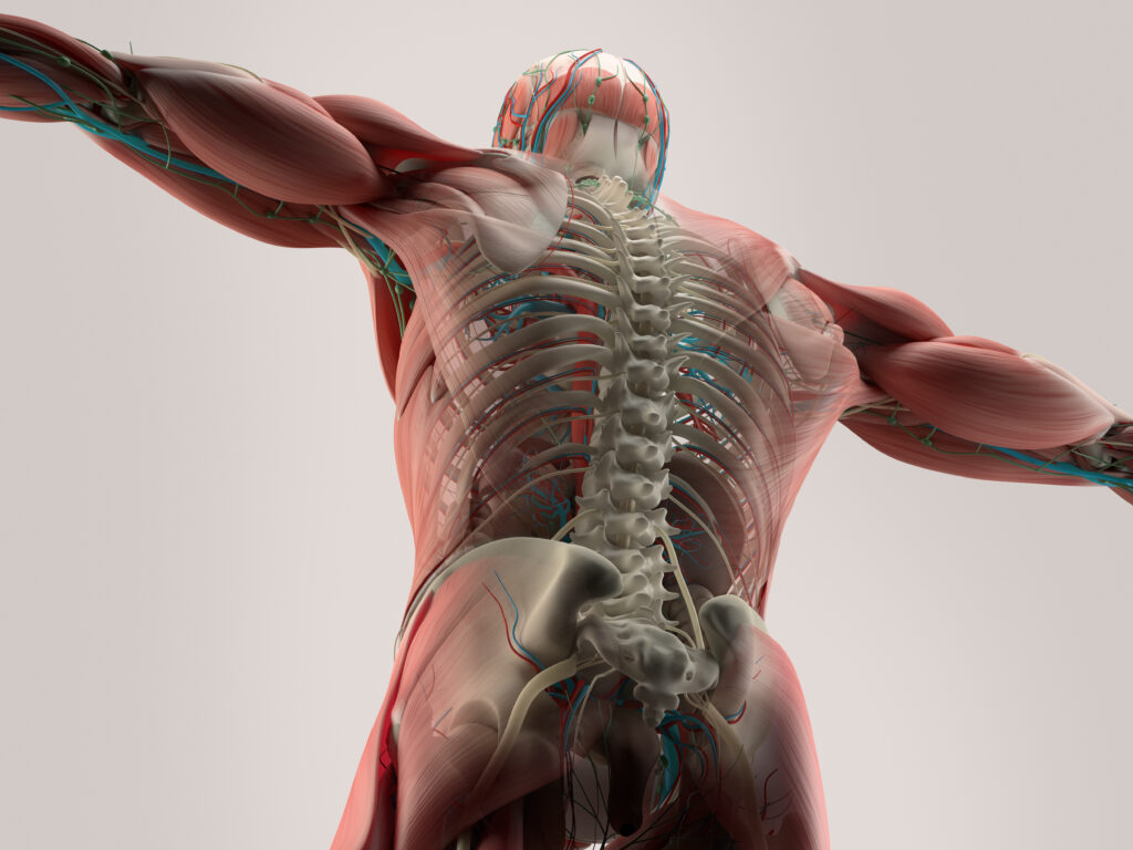 healthy spine