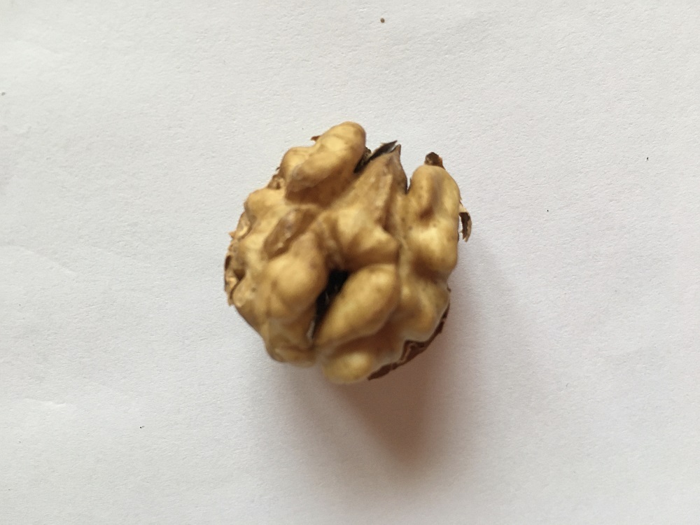 Human brain facts and brain foods