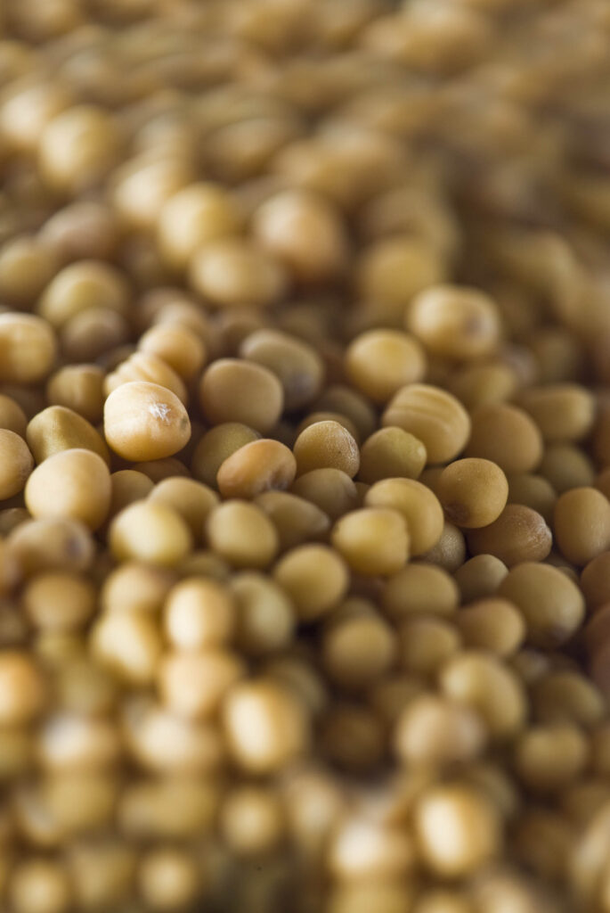 organic charlock seeds