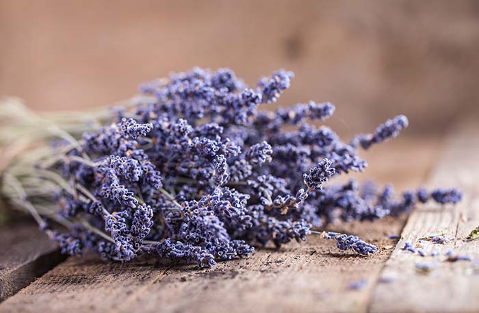 organic lavender