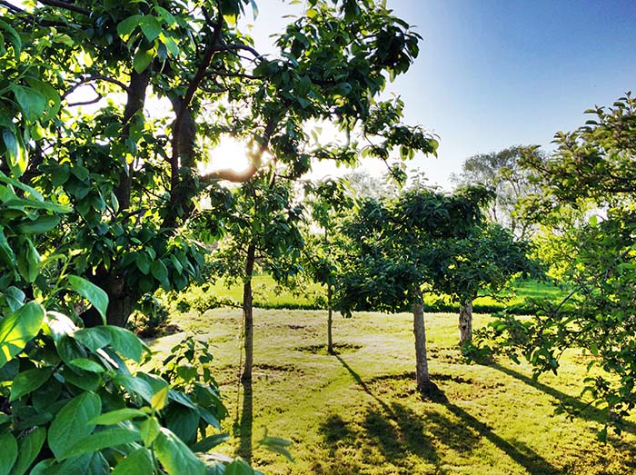 fruit garden