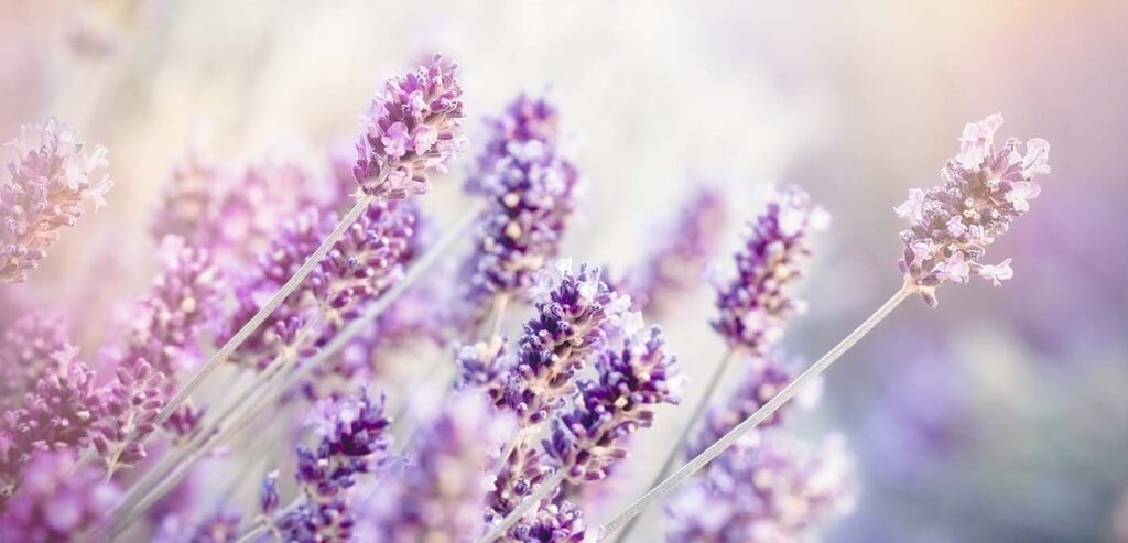 organic lavender for the pillows
