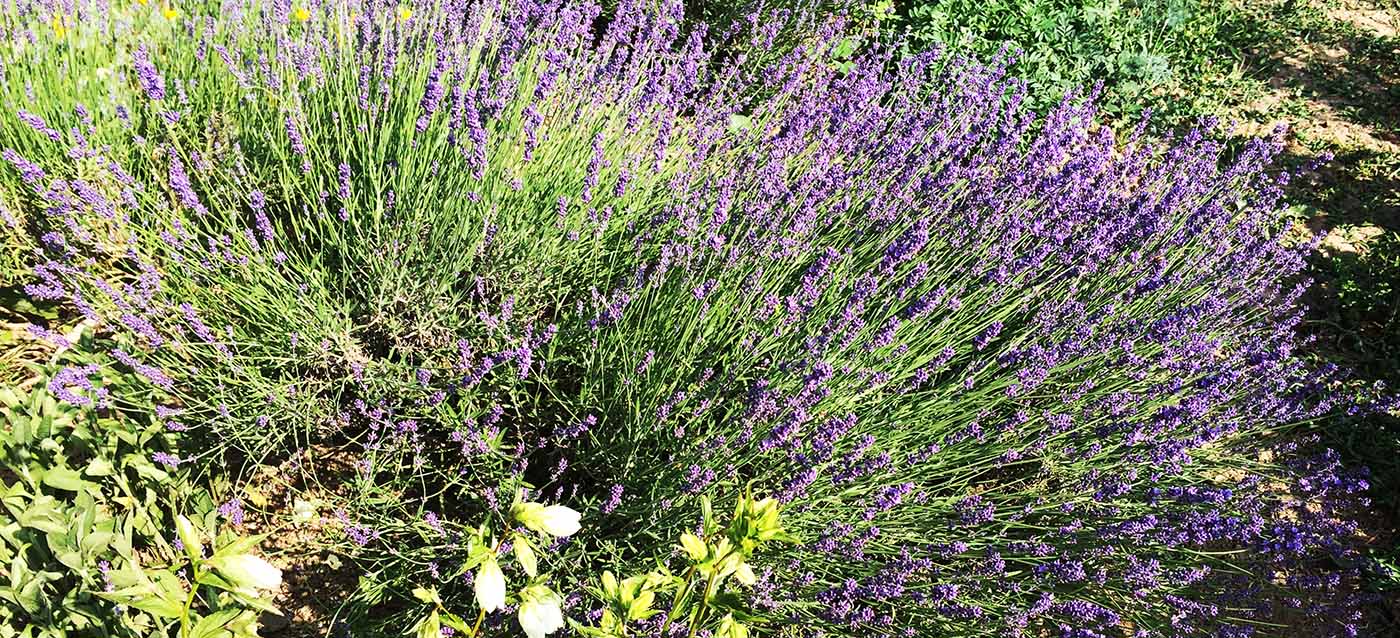 aromatic lavender
