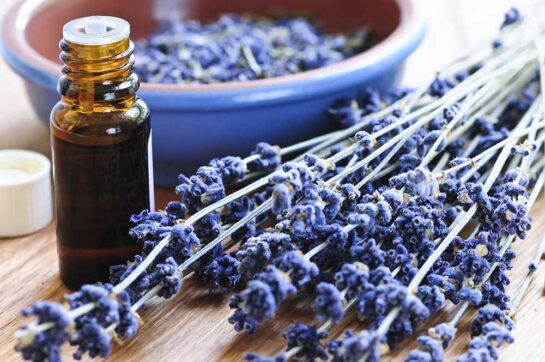essential lavender oil