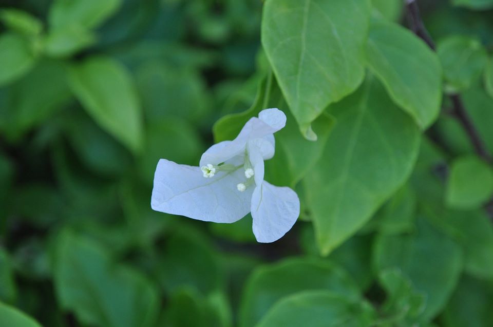 medicinal plants