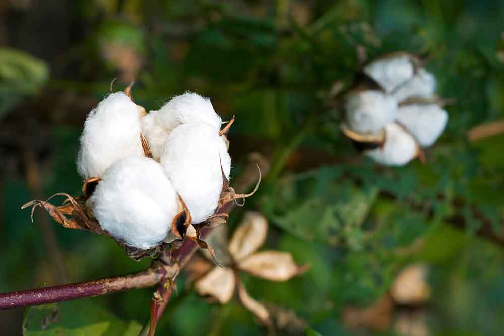 organic cotton flower