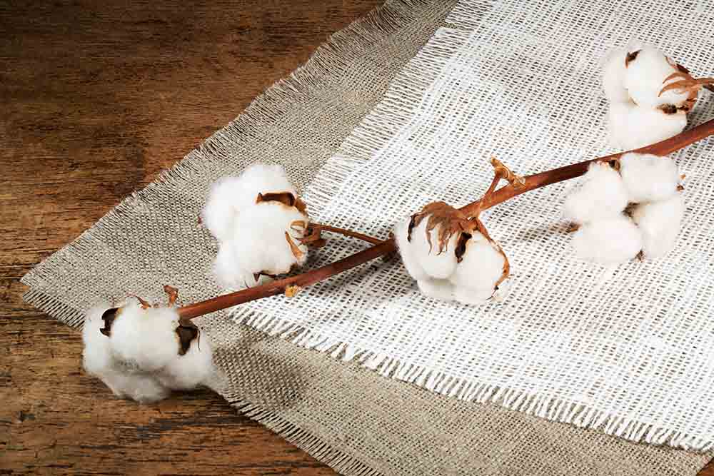 organic cotton