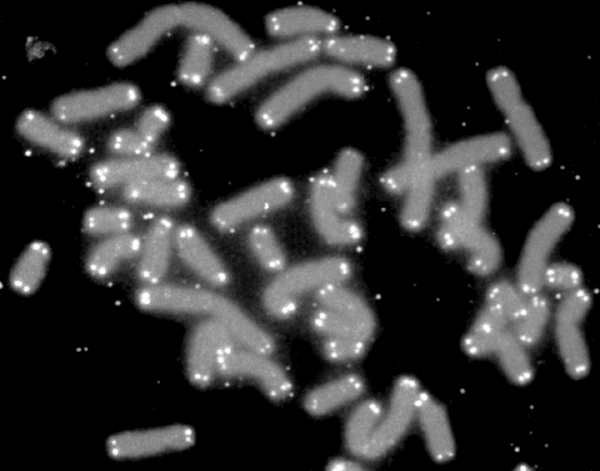 U.S. Department of Energy Human Genome Program, Public domain, via Wikimedia Commons