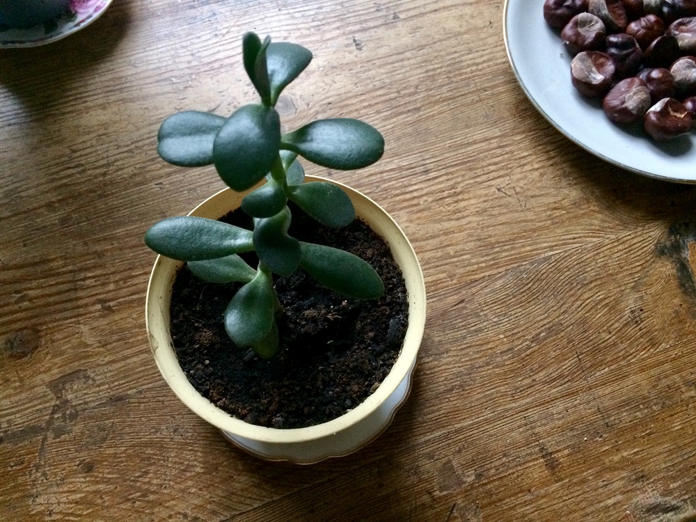 Feng shui plants