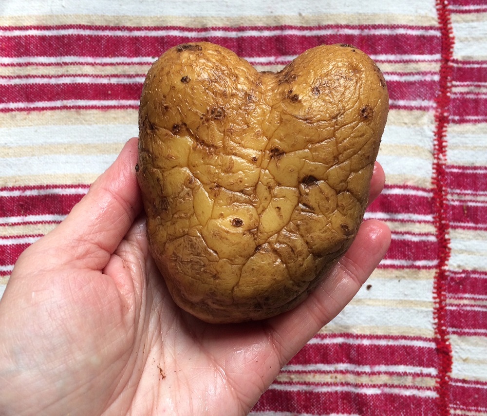 natural-health-and-healing Natural health and healing: a potato