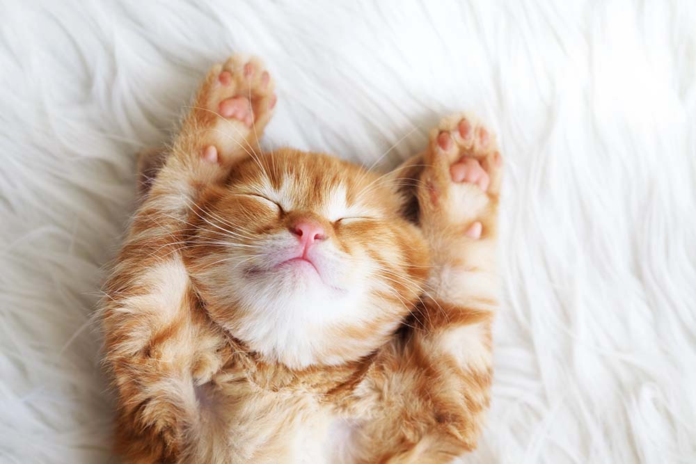How do cats sleep? Do all animals sleep