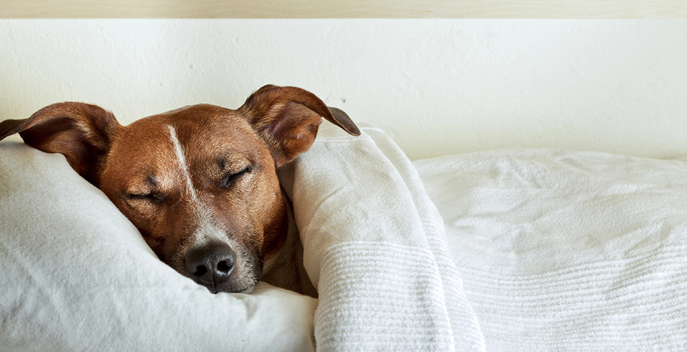 How do dogs sleep