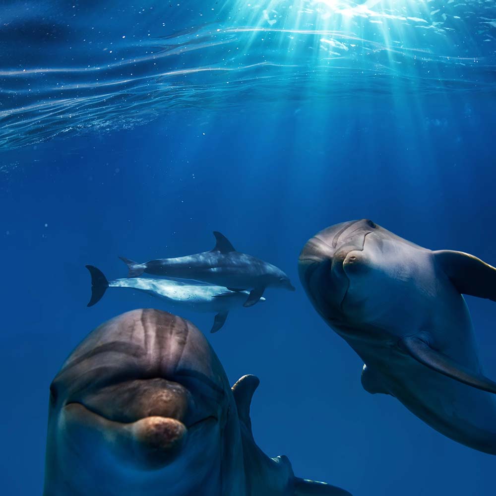 How do dolphins sleep