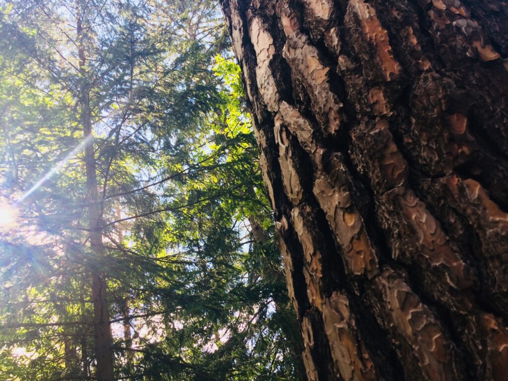 Love strategy forest