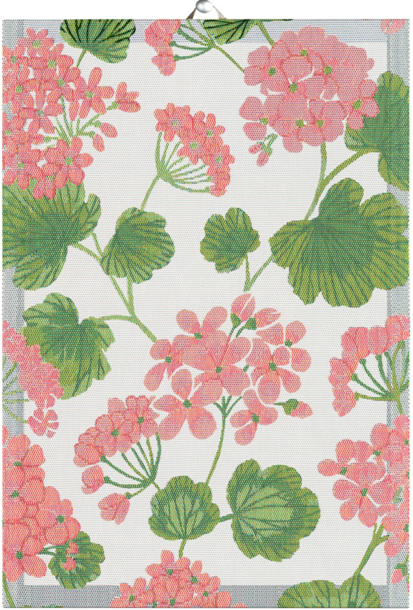 PELARGONIA