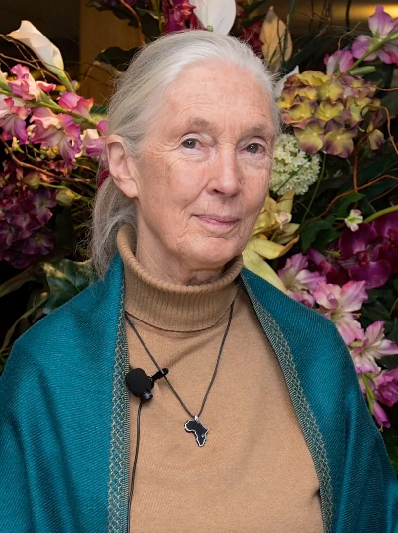 Porträt von Jane Goodall (1934–2025) – Gedenkseite