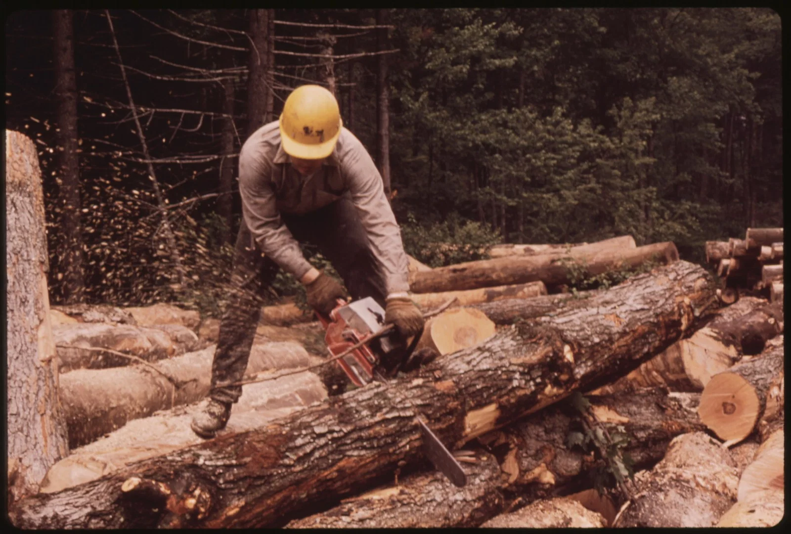 lumberjack