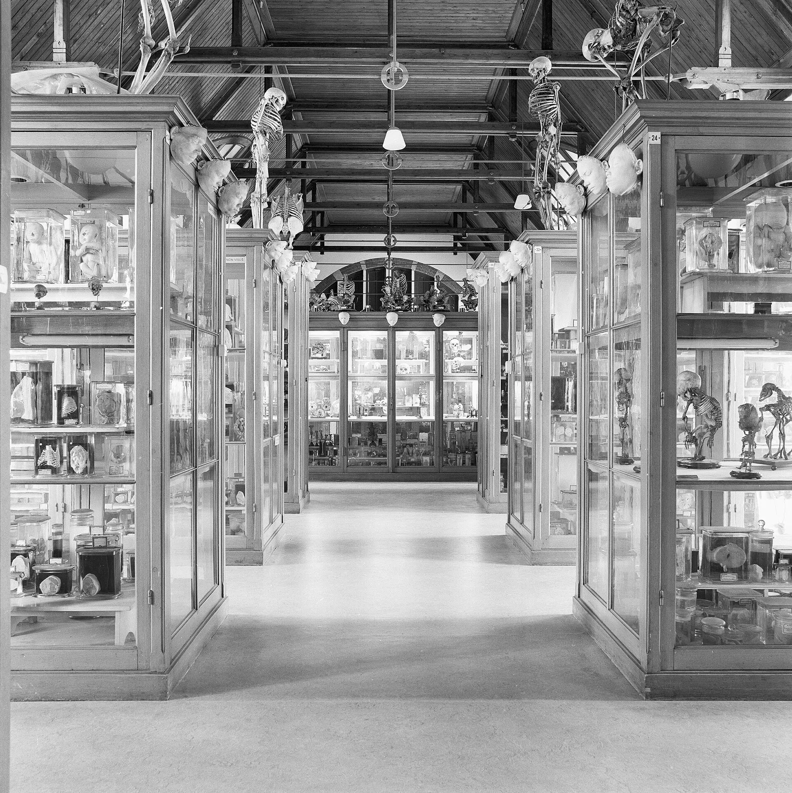 Zoölogisch Museum Amsterdam