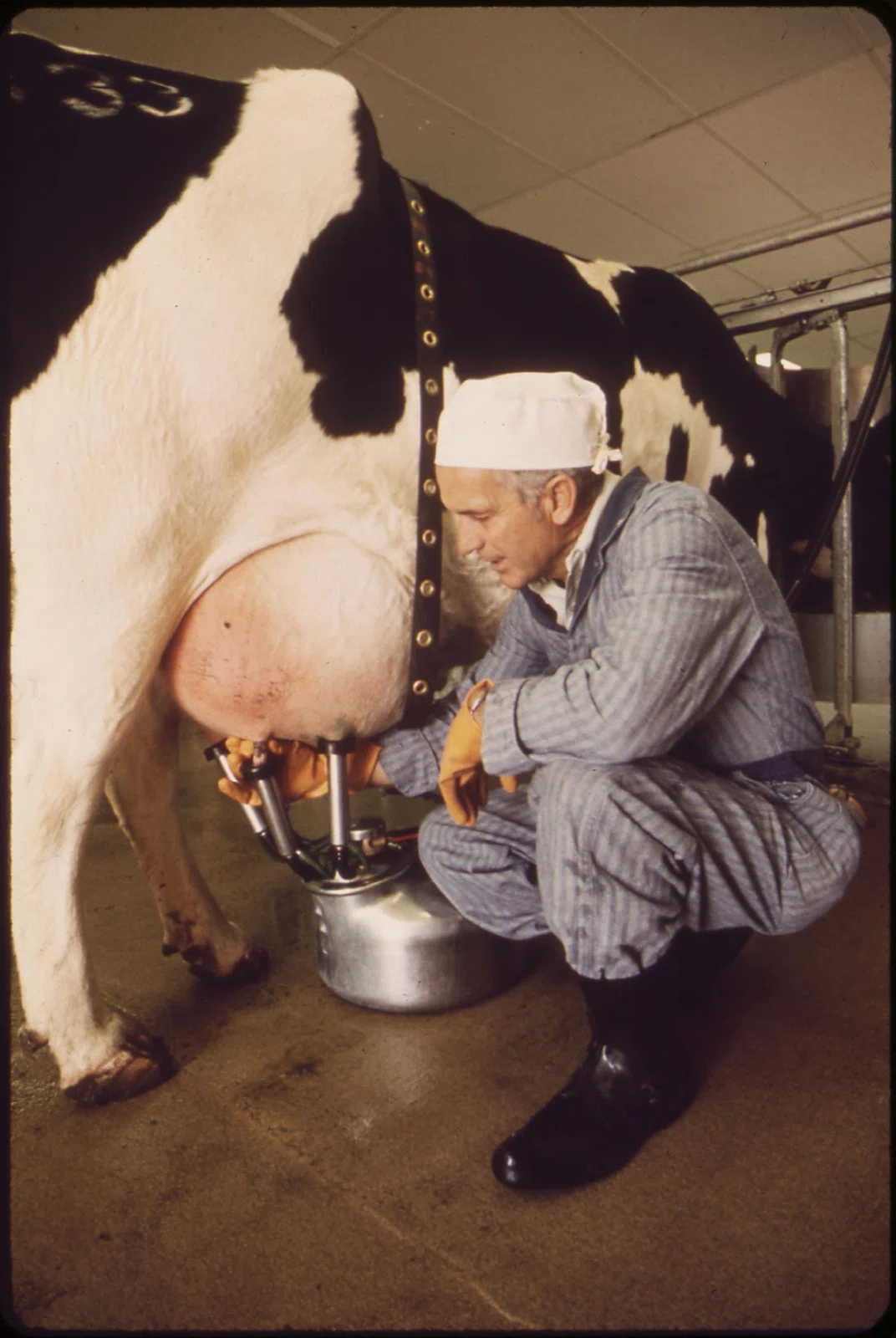 milking machine operator