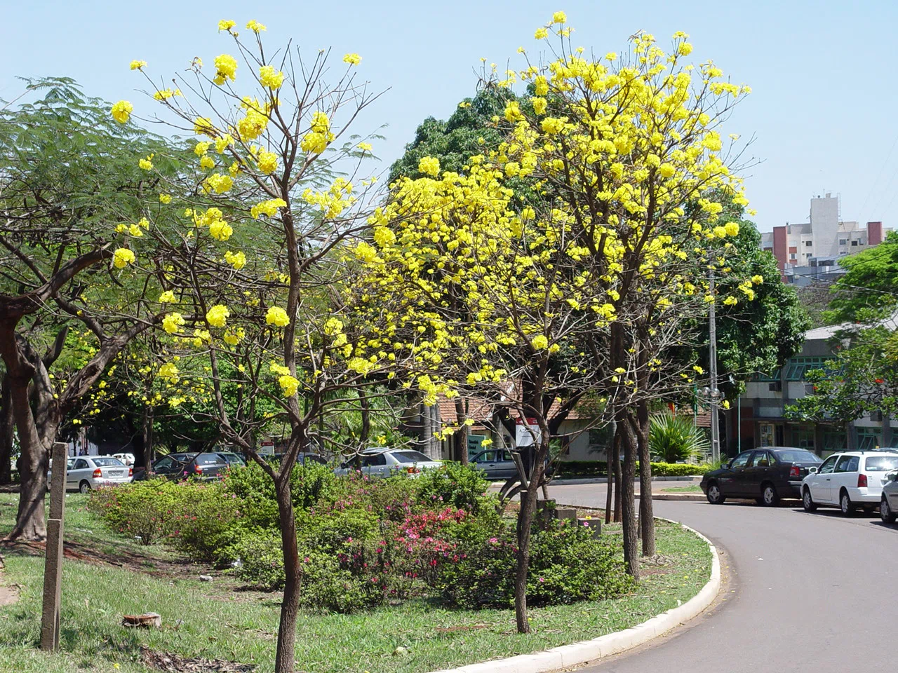 Universidade Estadual de Maringá (UEM)