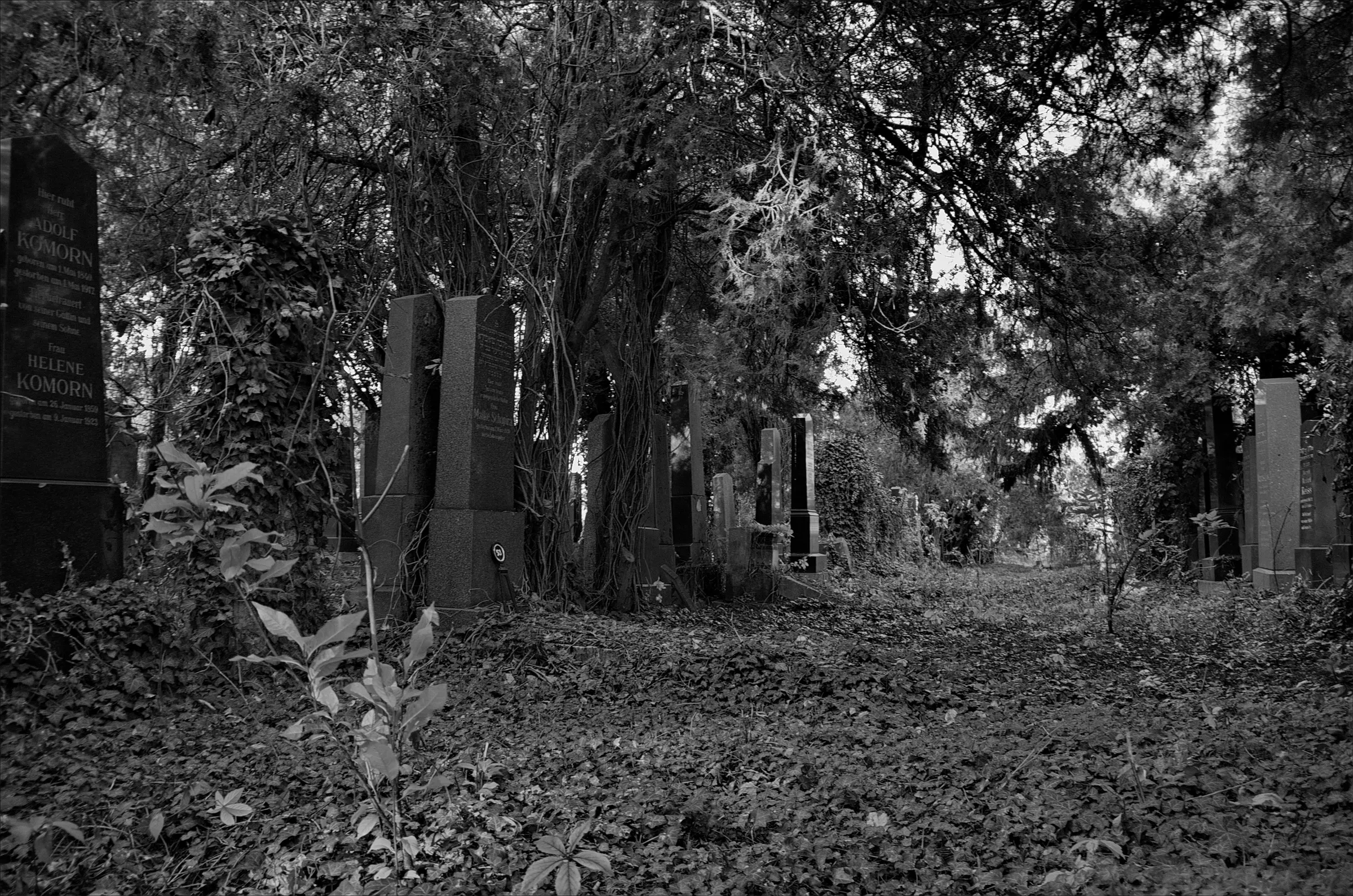 Old Jewish Cemetery