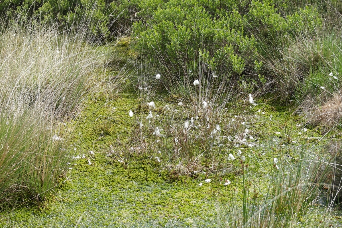 10905 Jeroen Buunen Staatsbosbeheer 1