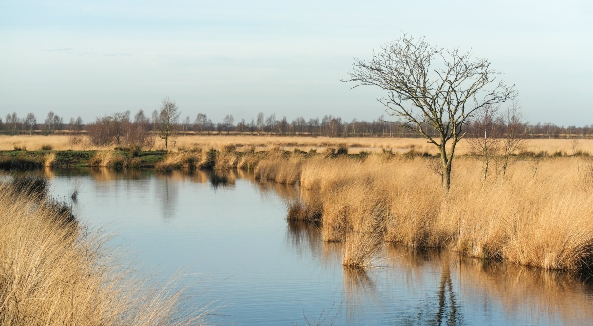 10938 Engbertsdijksvenen hoogveen 1