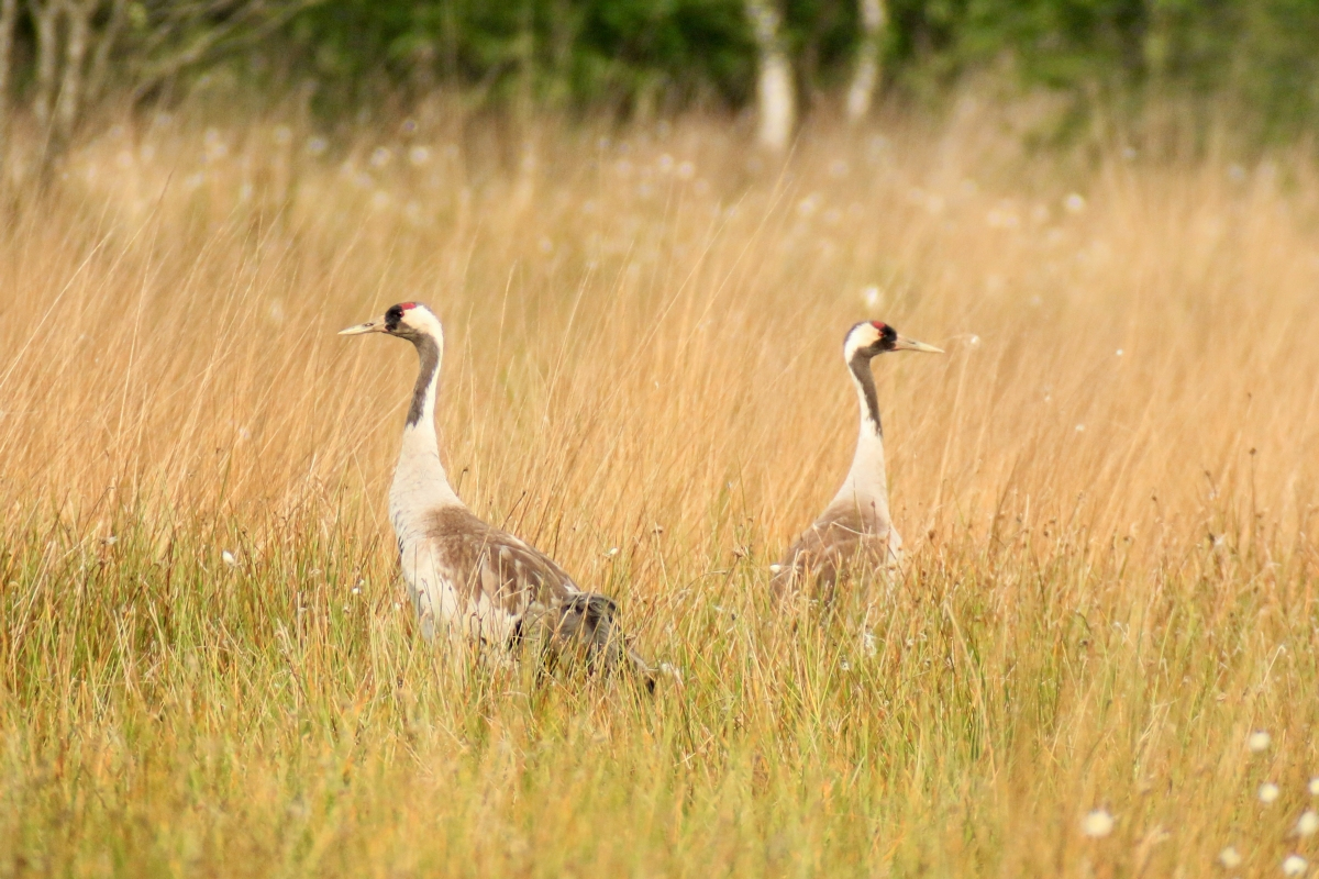 11217 Kraanvogels in natuurgebied Engbertsdijksvenen Gerrit Schepers