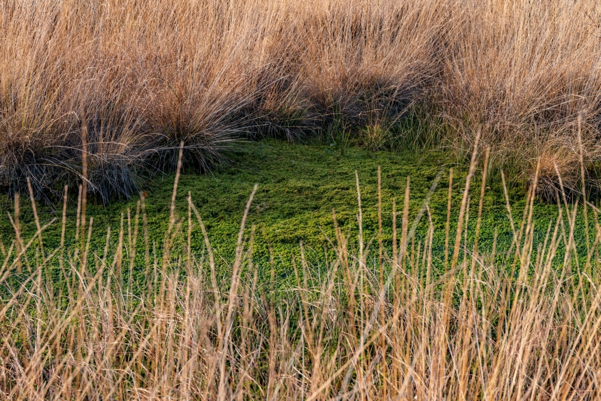 13103 Veenmos Loïs Koelewijn 1