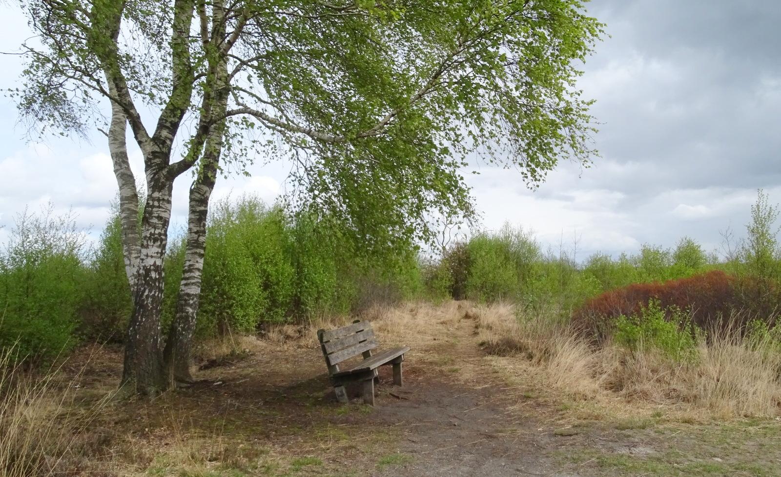 Het bankje bij de berk