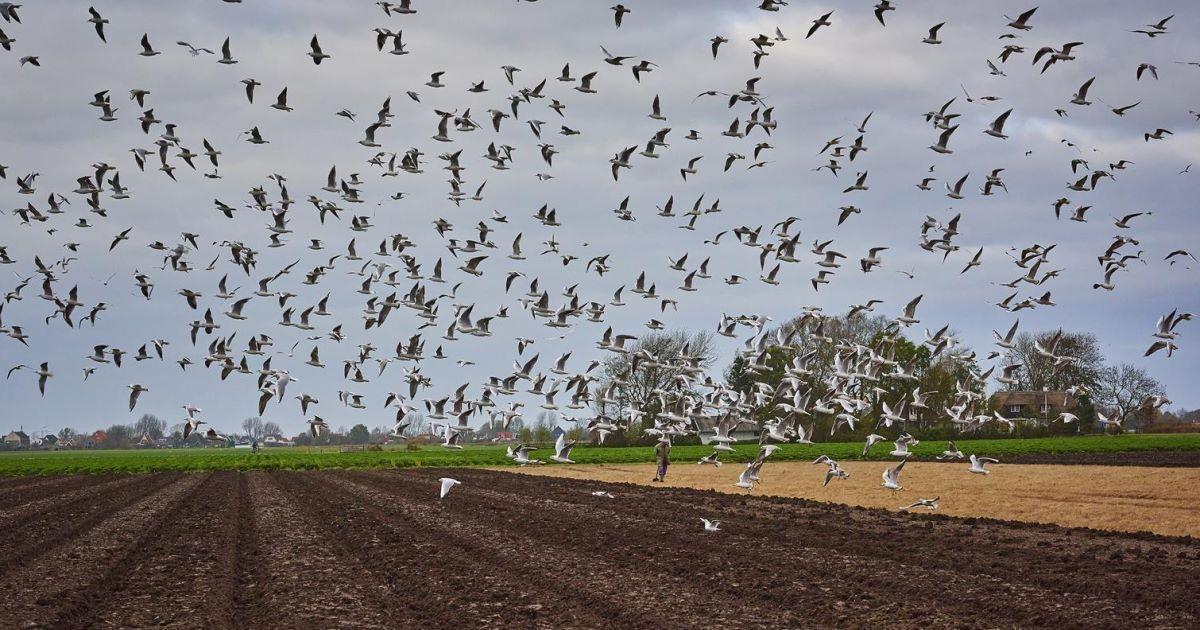 Landbouwgrond vogels Kees Stoop 3