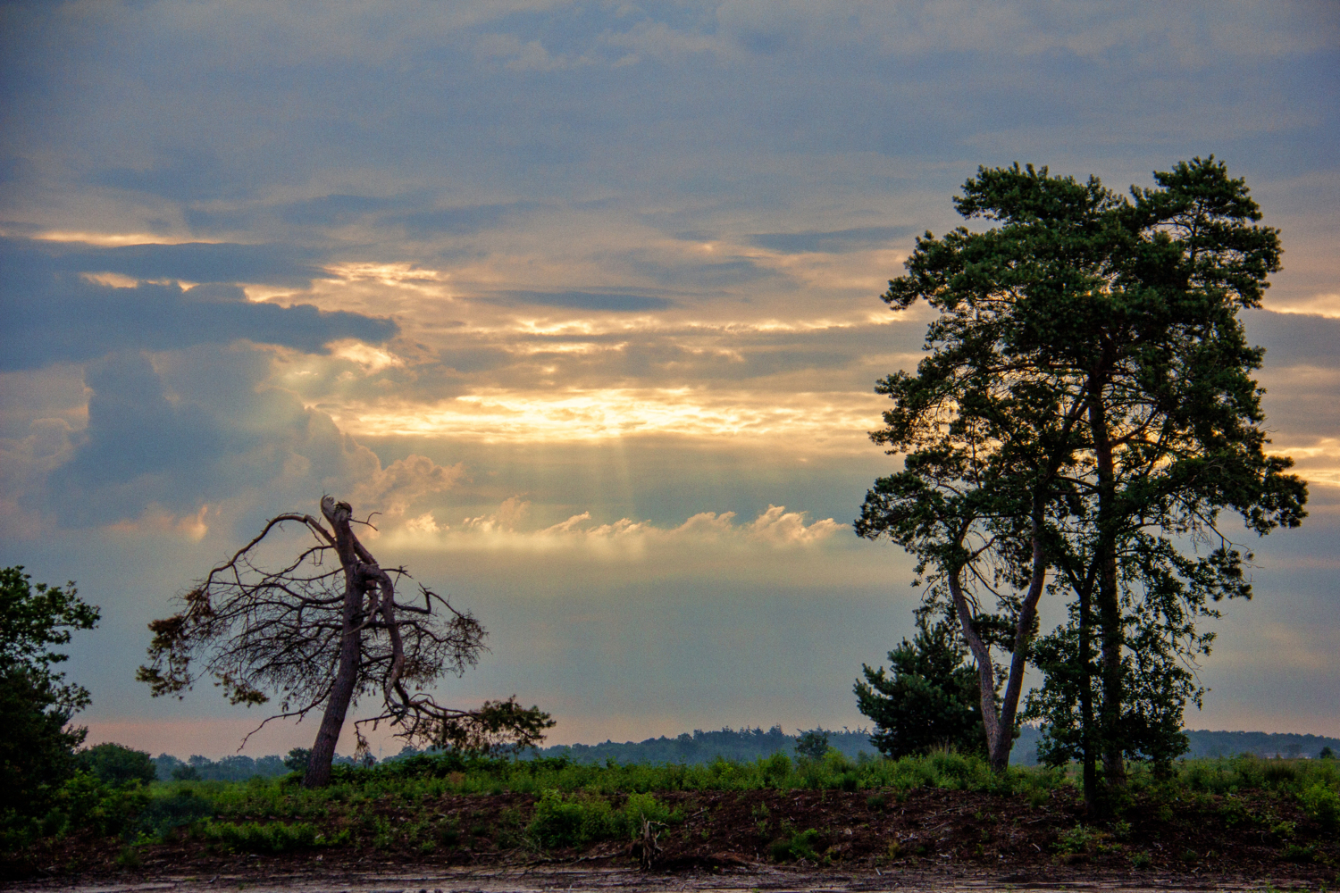 Natuurschoon in het Engbertsdijksvenen foto Ruud Westerhoff IMG 2967 jpg kleinere omvang