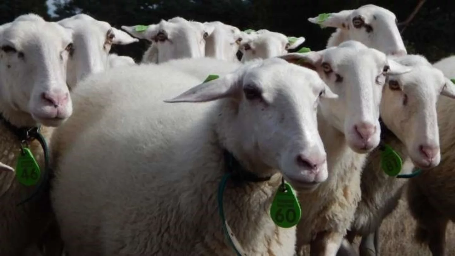 Natuurlijke grasmaaiers