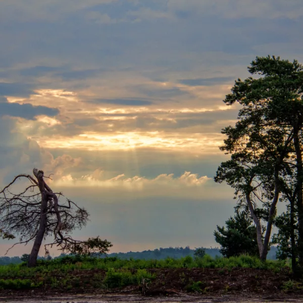 Natuurschoon in het Engbertsdijksvenen foto Ruud Westerhoff IMG 2967 jpg kleinere omvang