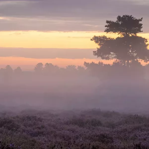 John van den Heuvel 2