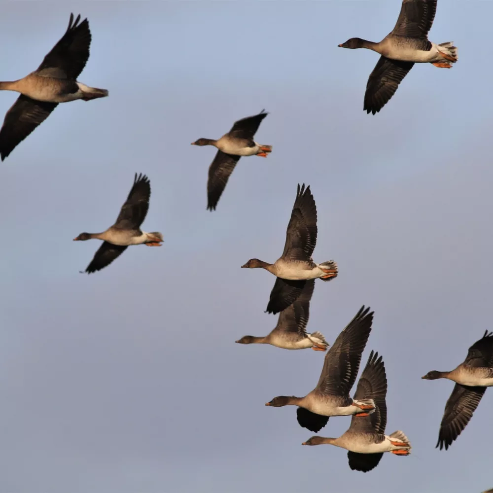 Vliegende toendrarietganzen