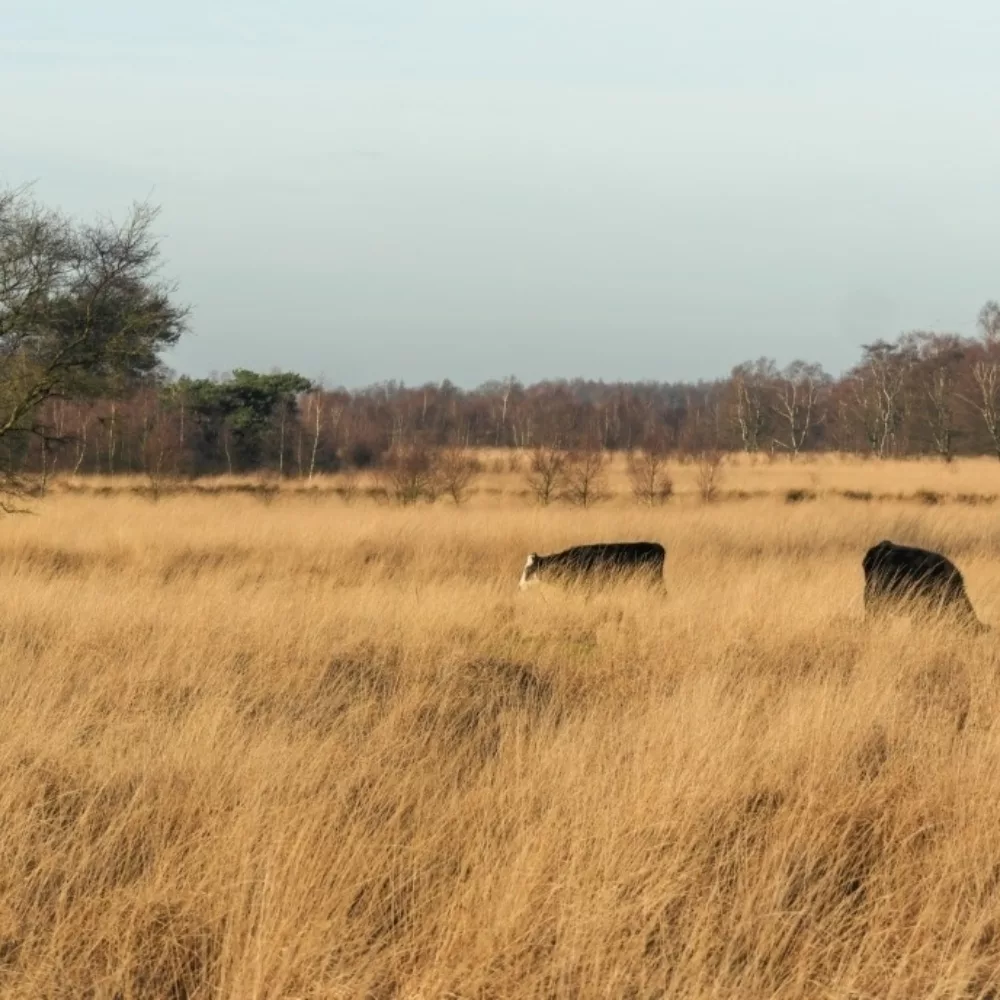 10935 Begrazing Engbertsdijksvenen