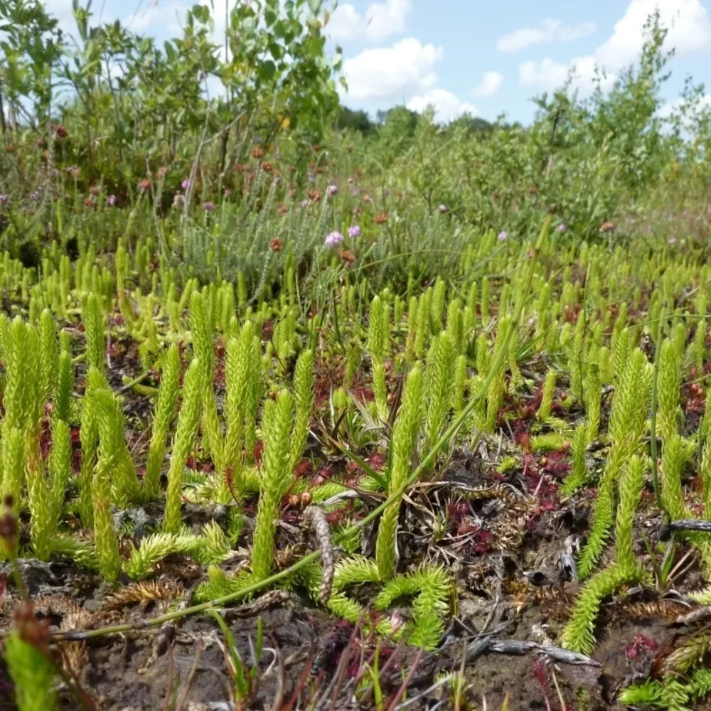 14928 Moeraswolfsklauw