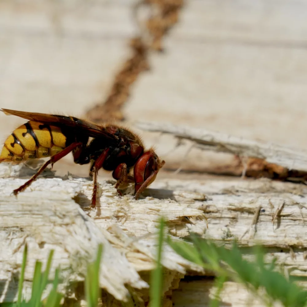 21521 Europese hoornaar Twan Teunissen Staatsbosbeheer