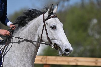 KAROUZO D&#039;HENFILY