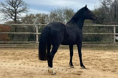 CEZAR DE CHALAMONT Z