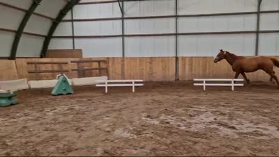 NO LIMITS LILI Z
