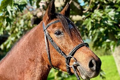 LUCKY CHARM DU GARON